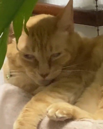 こちらを見つめる猫