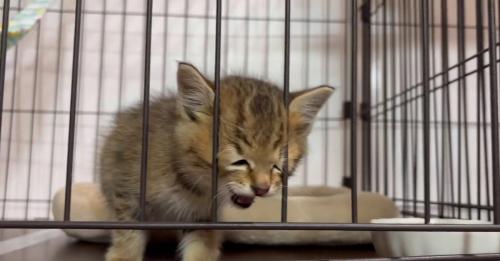 ケージの中の子猫