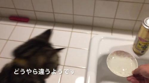 水のうつわをみている猫