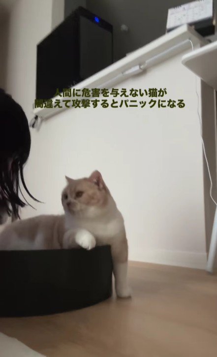 飼い主を見る猫