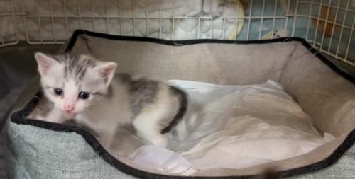 1匹の子猫