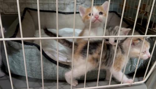 出たそうな猫