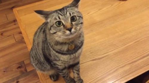飼い主を見ている猫