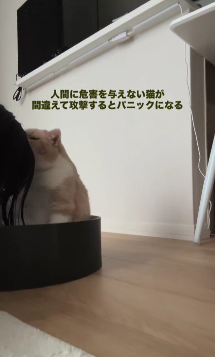 飼い主の頭を噛もうとする猫