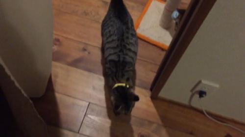 寝室に入る猫