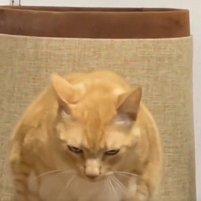 穴から出てきた猫