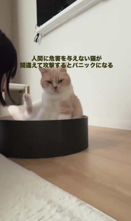 猫用ベッドに座っている猫