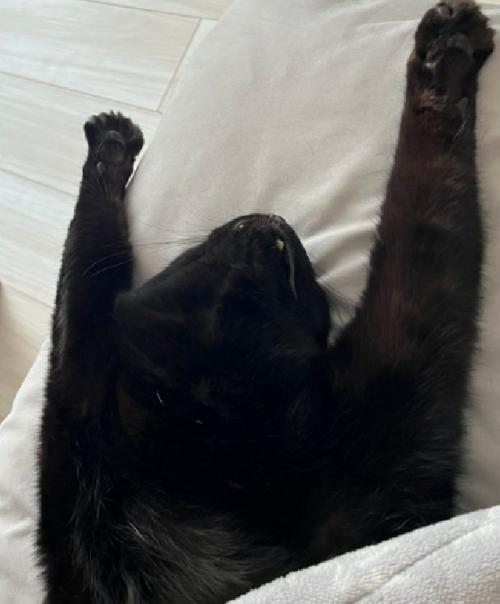 腕を伸ばす猫