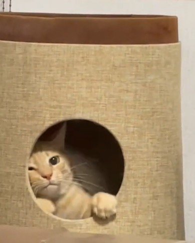 キャットハウスから出られない猫