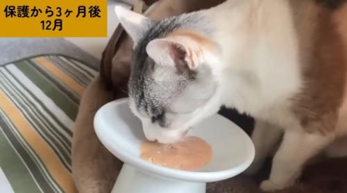 ちゅーるに投薬
