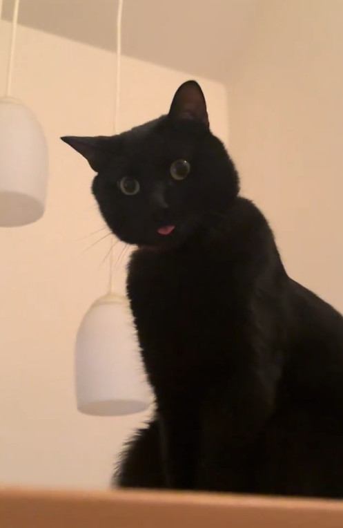 お座りをして少しだけ舌を出している黒猫