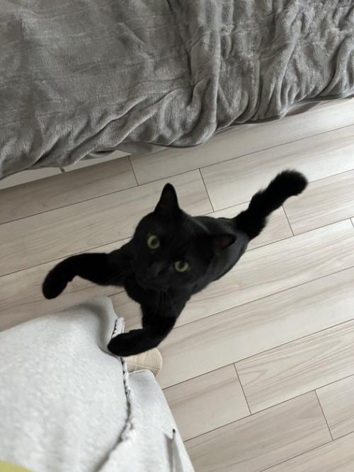 寄ってくる猫