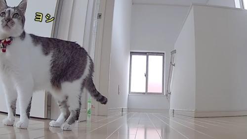ヨシ