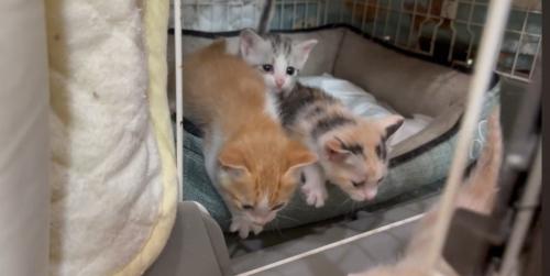 3匹の猫