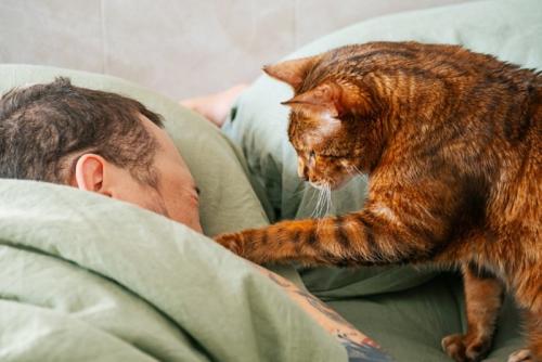 男性を起こす猫