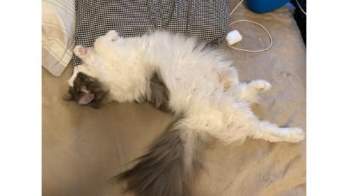 ベッドにいる猫