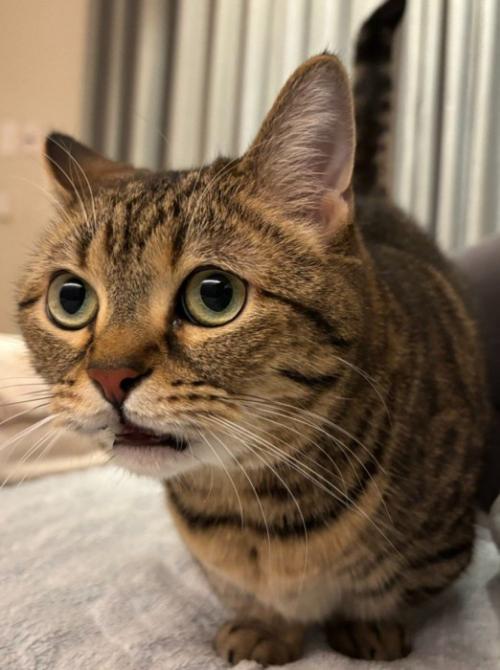 口を半開きにした猫のアップ