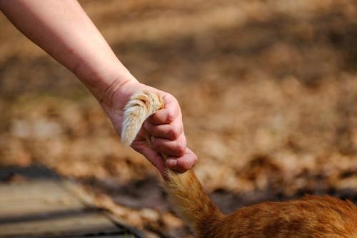 猫のしっぽをつかむ手