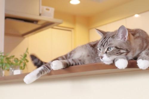 カウンターの上の猫