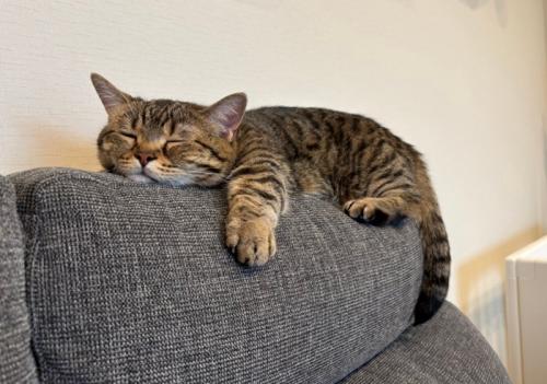 ソファの上で眠る猫