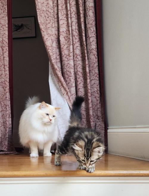子猫を見る成猫