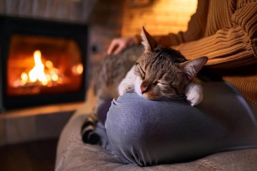眠る猫