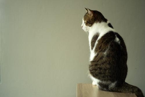 猫の背中