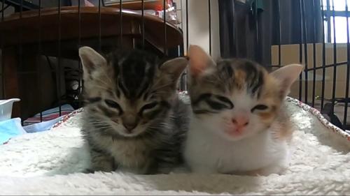 目が閉じかけているふたり