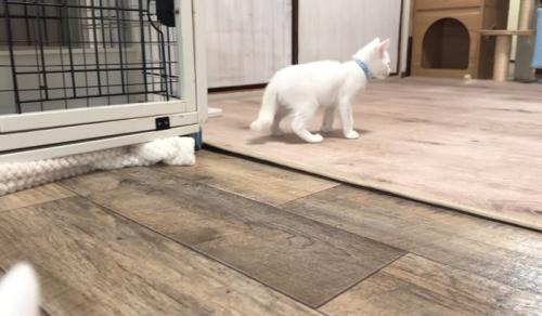 遊びに行く猫