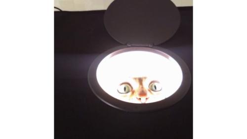 小型スタジオにいる猫