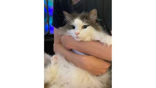 抱かれている猫
