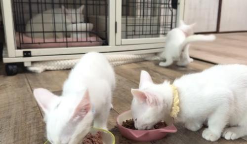 1人行動する猫