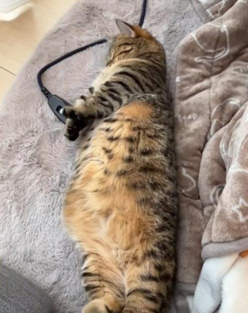 両手を下に伸ばす猫1