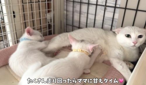 甘える猫