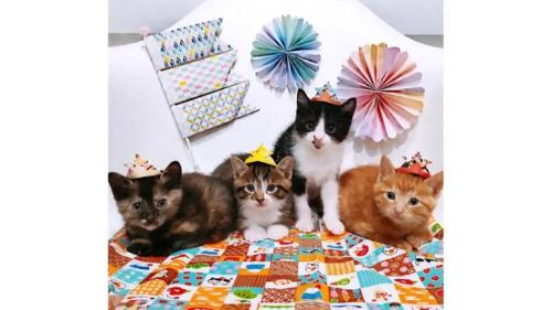 室内にいる猫