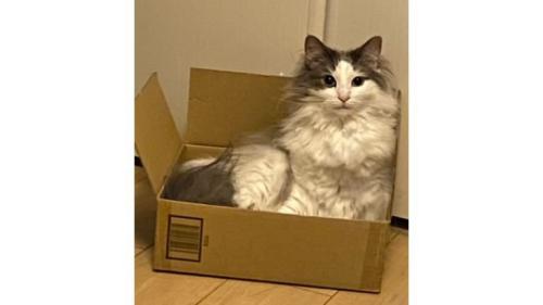 室内にいる猫