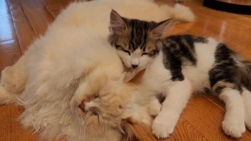 寝ている成猫と子猫