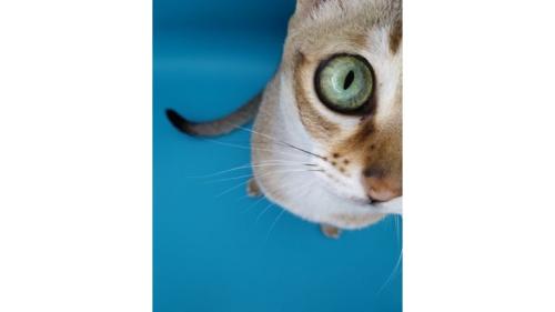 小型スタジオにいる猫