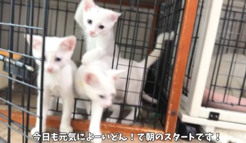 飛び出す猫