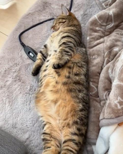 両手を下に伸ばす猫2