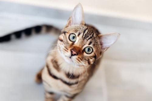 じっと見つめる猫
