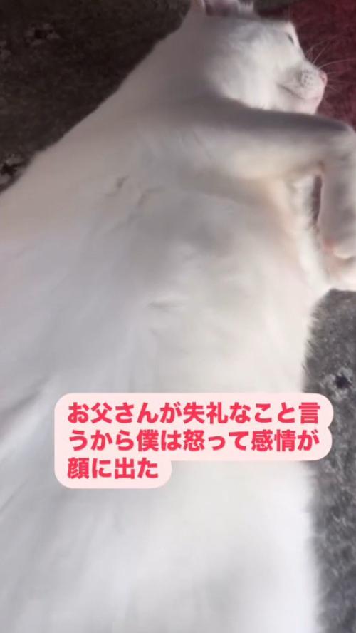 床に寝そべって遠くを見つめる猫