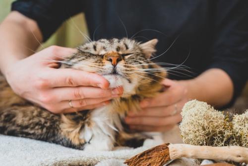 マッサージされている猫