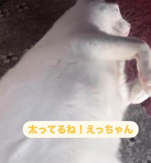 猫に「太ってるね」と言う男性