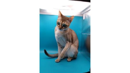 小型スタジオにいる猫