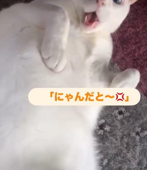 男性に向かって声をあげる猫