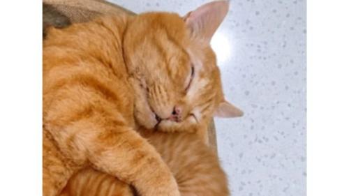 寝ている猫たち