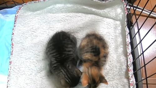 上から