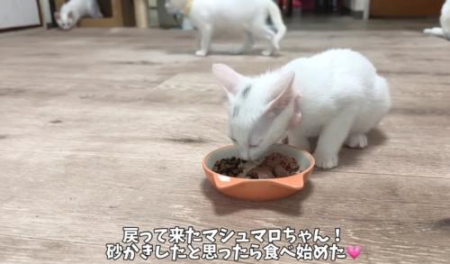 ご飯を食べ始める猫