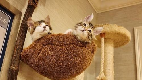 ハンモックにいる子猫たち